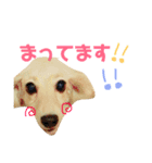 犬のまりこ（個別スタンプ：7）