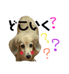 犬のまりこ（個別スタンプ：8）