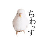 インコのオコメ一家とロッキー＆ポピー（個別スタンプ：1）