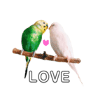 インコのオコメ一家とロッキー＆ポピー（個別スタンプ：2）