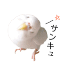 インコのオコメ一家とロッキー＆ポピー（個別スタンプ：4）