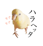 インコのオコメ一家とロッキー＆ポピー（個別スタンプ：5）
