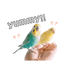 インコのオコメ一家とロッキー＆ポピー（個別スタンプ：6）