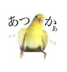 インコのオコメ一家とロッキー＆ポピー（個別スタンプ：8）