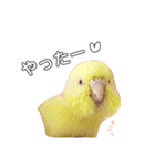 インコのオコメ一家とロッキー＆ポピー（個別スタンプ：10）
