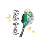 インコのオコメ一家とロッキー＆ポピー（個別スタンプ：11）