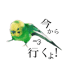 インコのオコメ一家とロッキー＆ポピー（個別スタンプ：12）