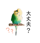 インコのオコメ一家とロッキー＆ポピー（個別スタンプ：14）