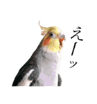 インコのオコメ一家とロッキー＆ポピー（個別スタンプ：15）