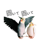 インコのオコメ一家とロッキー＆ポピー（個別スタンプ：16）