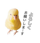 インコのオコメ一家とロッキー＆ポピー（個別スタンプ：19）