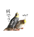 インコのオコメ一家とロッキー＆ポピー（個別スタンプ：20）