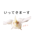 インコのオコメ一家とロッキー＆ポピー（個別スタンプ：21）