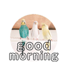 インコのオコメ一家とロッキー＆ポピー（個別スタンプ：22）
