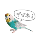 インコのオコメ一家とロッキー＆ポピー（個別スタンプ：24）