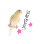インコのオコメ一家とロッキー＆ポピー（個別スタンプ：25）