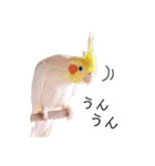 インコのオコメ一家とロッキー＆ポピー（個別スタンプ：26）
