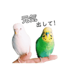 インコのオコメ一家とロッキー＆ポピー（個別スタンプ：27）