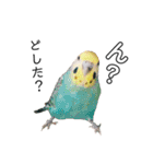 インコのオコメ一家とロッキー＆ポピー（個別スタンプ：28）