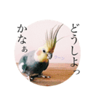 インコのオコメ一家とロッキー＆ポピー（個別スタンプ：29）