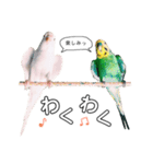 インコのオコメ一家とロッキー＆ポピー（個別スタンプ：32）