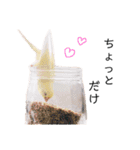 インコのオコメ一家とロッキー＆ポピー（個別スタンプ：35）