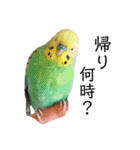 インコのオコメ一家とロッキー＆ポピー（個別スタンプ：36）