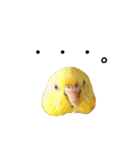 インコのオコメ一家とロッキー＆ポピー（個別スタンプ：38）