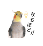 インコのオコメ一家とロッキー＆ポピー（個別スタンプ：39）