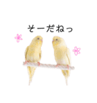 インコのオコメ一家とロッキー＆ポピー（個別スタンプ：40）