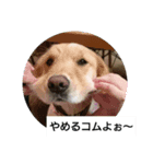ゴールデンレトリバーこむぎ（個別スタンプ：1）
