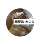 ゴールデンレトリバーこむぎ（個別スタンプ：5）