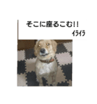 ゴールデンレトリバーこむぎ（個別スタンプ：6）