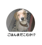 ゴールデンレトリバーこむぎ（個別スタンプ：7）