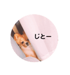 ポメチワleo2（個別スタンプ：4）