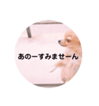 ポメチワleo2（個別スタンプ：5）