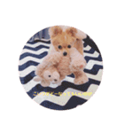 ポメチワleo2（個別スタンプ：9）