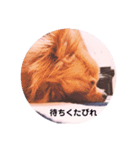 ポメチワleo2（個別スタンプ：11）