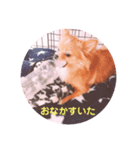 ポメチワleo2（個別スタンプ：13）