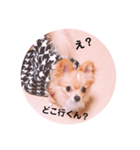 ポメチワleo2（個別スタンプ：14）