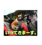 ぽっちゃりコーギーはなさんの日常。2（個別スタンプ：1）