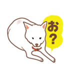 白色ふんわりお犬様（個別スタンプ：25）