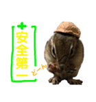 シマリス どんぐり3（個別スタンプ：1）