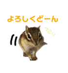 シマリス どんぐり3（個別スタンプ：2）