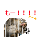 シマリス どんぐり3（個別スタンプ：4）
