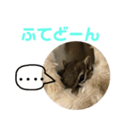シマリス どんぐり3（個別スタンプ：5）