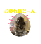 シマリス どんぐり3（個別スタンプ：6）