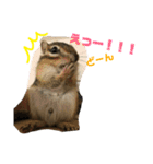 シマリス どんぐり3（個別スタンプ：7）