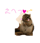 シマリス どんぐり3（個別スタンプ：8）