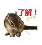 シマリス どんぐり3（個別スタンプ：10）